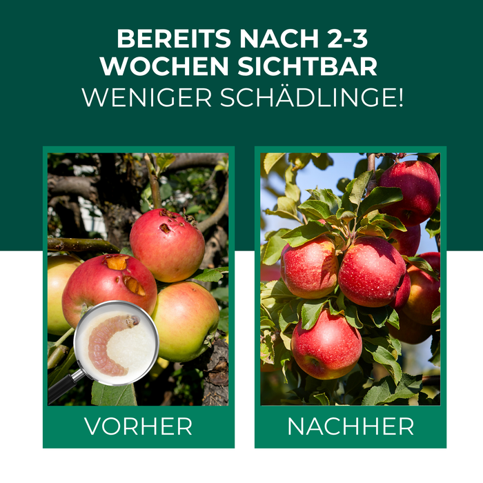 SF Nematoden gegen Apfelwickler - Silberkraft