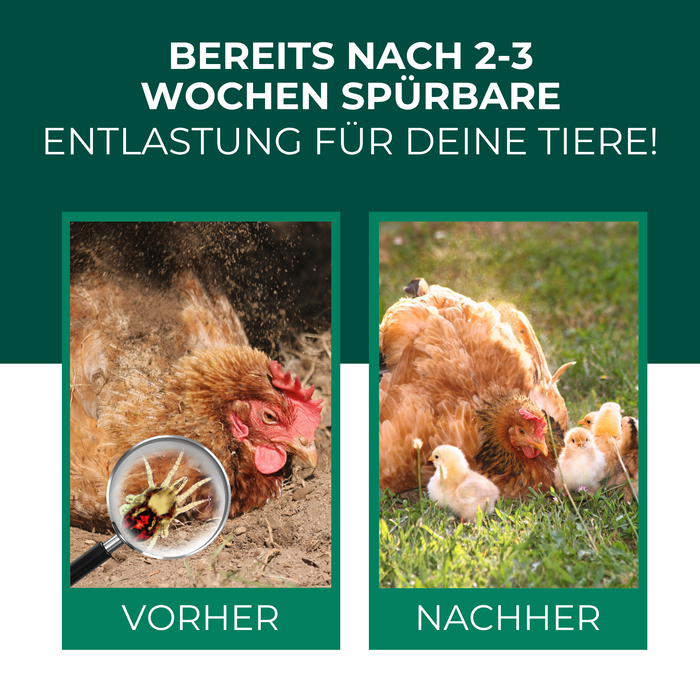 Raubmilben gegen Rote Vogelmilben - Silberkraft