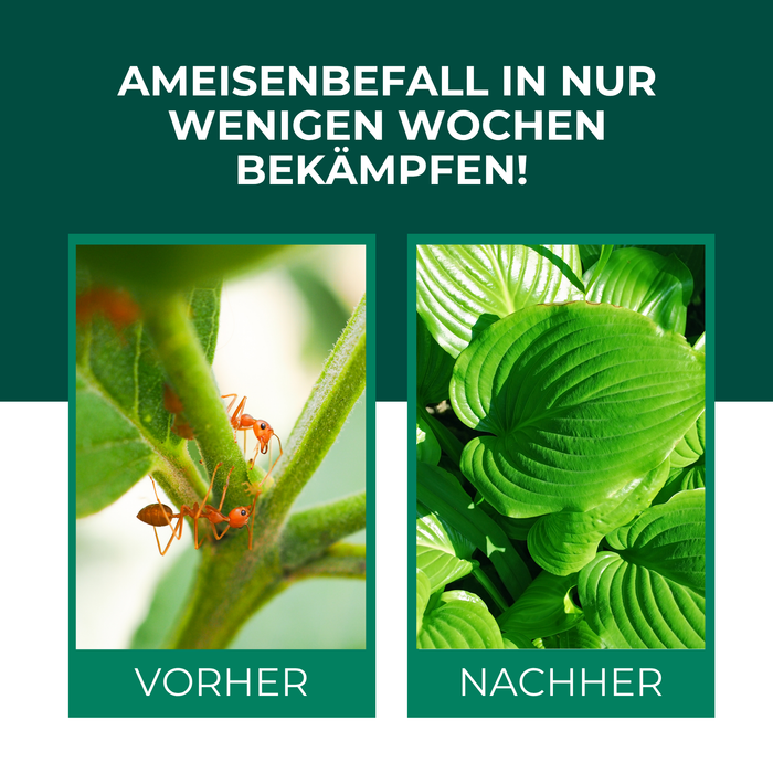 SF Nematoden gegen Ameisen - Silberkraft
