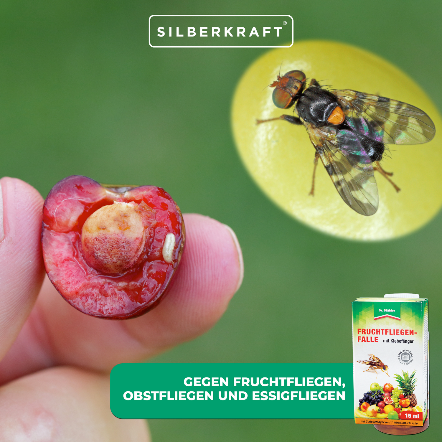 Fruchtfliegenfalle mit Klebefänger - Lockstoffwirkung - Silberkraft