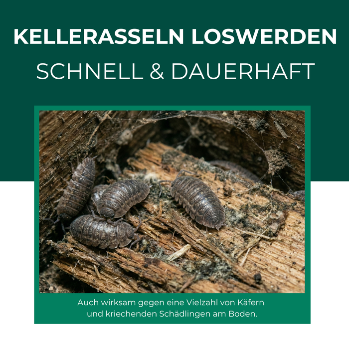 Kellerasselnfalle mit Spezial-Lockstoff - Silberkraft