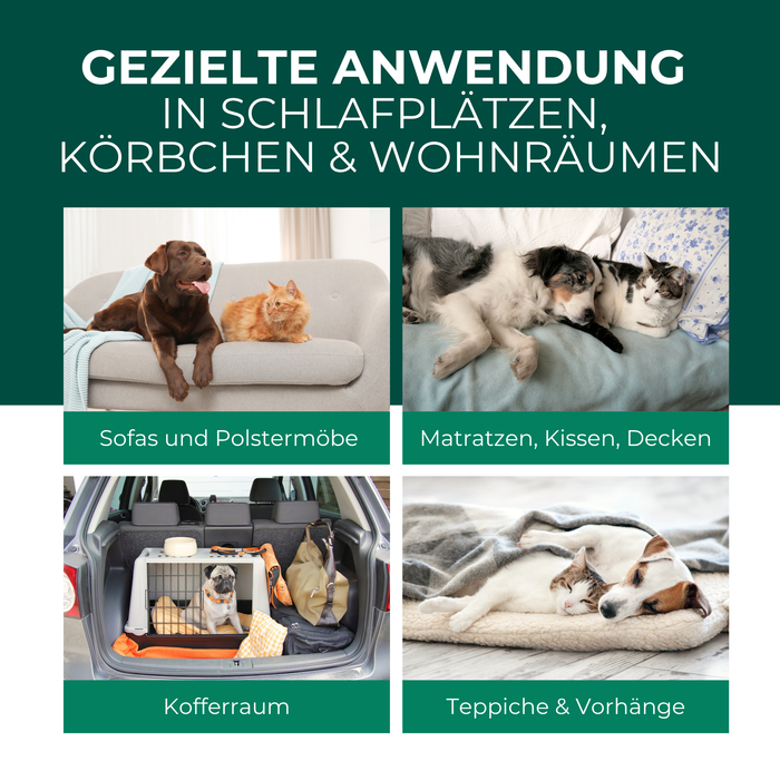 Toepassingsgebieden van de vlooienspray in woonkamers - bank, tapijt, dierenmand en omgeving