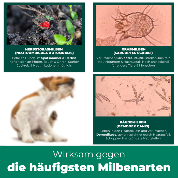 Wirksam gegen die häufigsten Milbenarten bei Hunden – Schutz vor Herbstgrasmilben, Grabmilben und Räudemilben.
