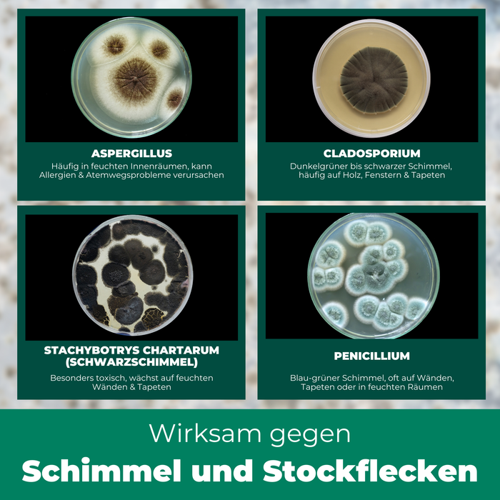 Schimmelentferner / Schimmelspray mit E-Book - Gegen Schimmel & Stockflecken - Silberkraft