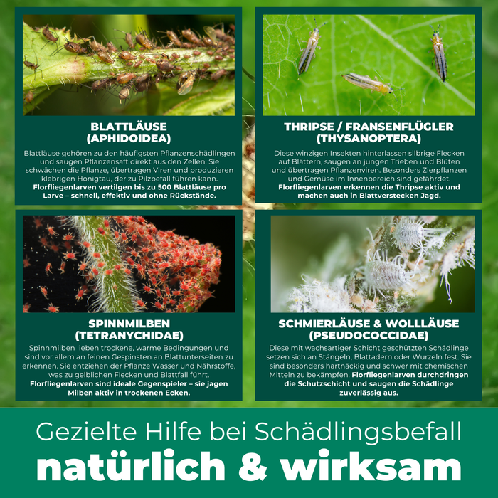 Florfliegenlarven gegen Blattläuse, Spinnmilben, Thripse, weiße Fliegen - Silberkraft