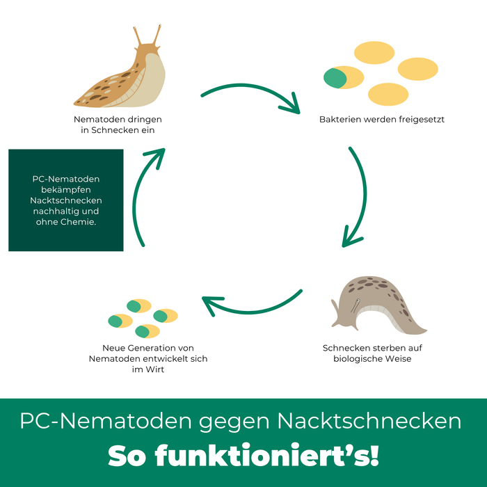 PC-nematoden tegen slakken en slakken - Silberkraft