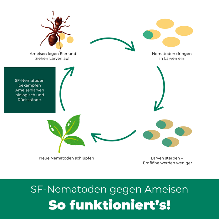SF Nematoden gegen Ameisen - Silberkraft