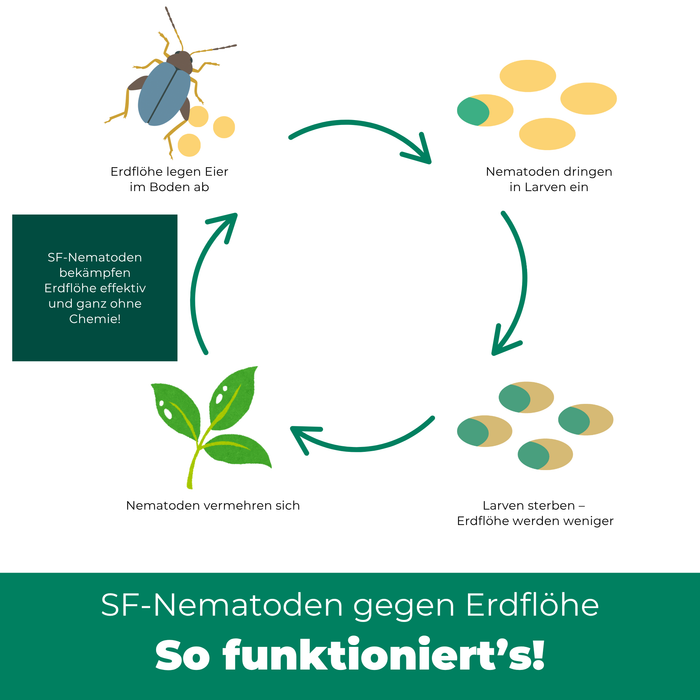 SF Nematoden gegen Erdflöhe - Silberkraft