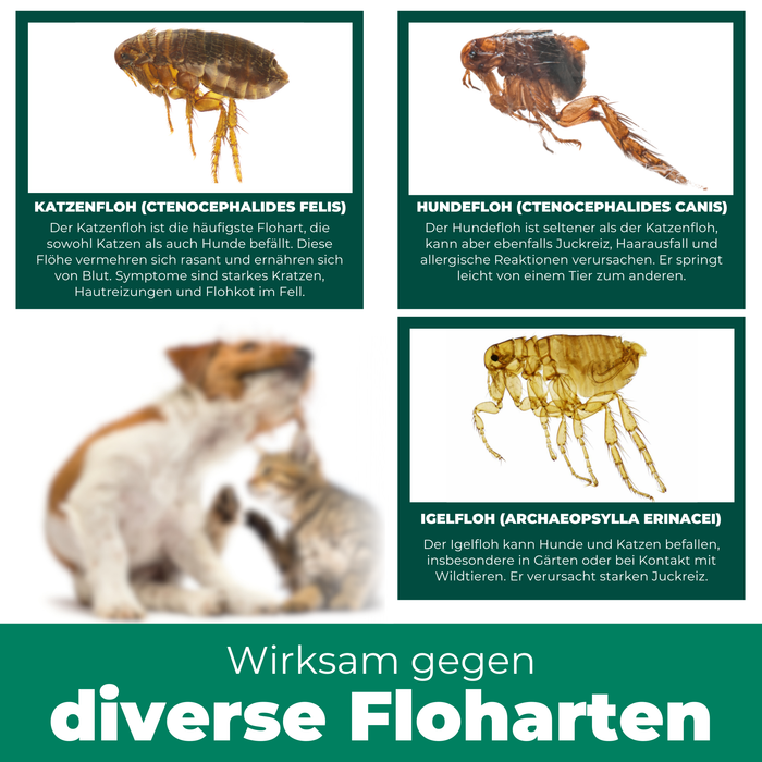 Silberkraft Flohspray mit Text, der die sofortige und langanhaltende Wirkung des Produkts anpreist.