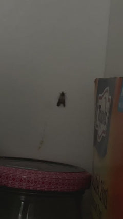 Gedroogde fruitmot