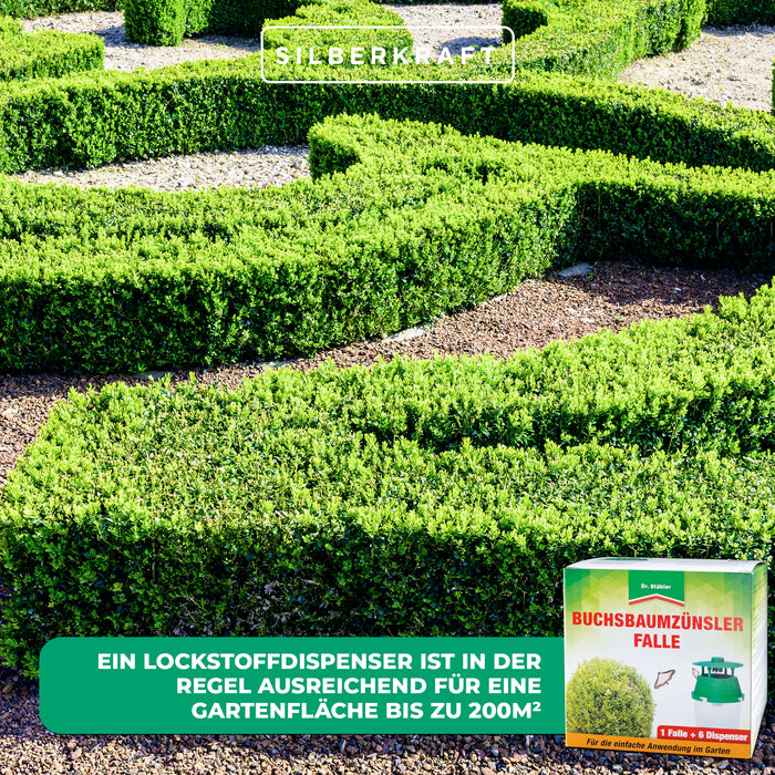 Buchsbaumzünsler-Falle: Rechtzeitige Befallserkennung und zuverlässige Schädlingsüberwachung - Silberkraft