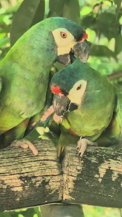 Roodrugara