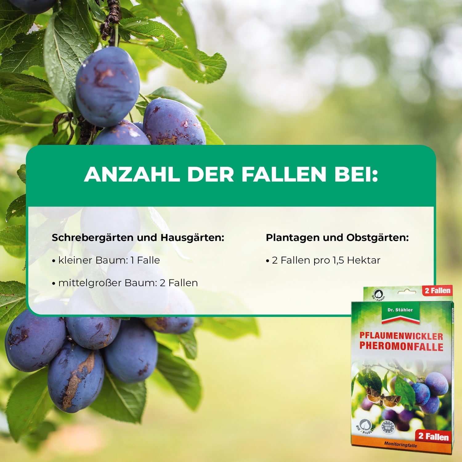Pflaumenwickler Pheromon-Falle: ideal für Pflaumenbäume in Gärten und Plantagen - Silberkraft