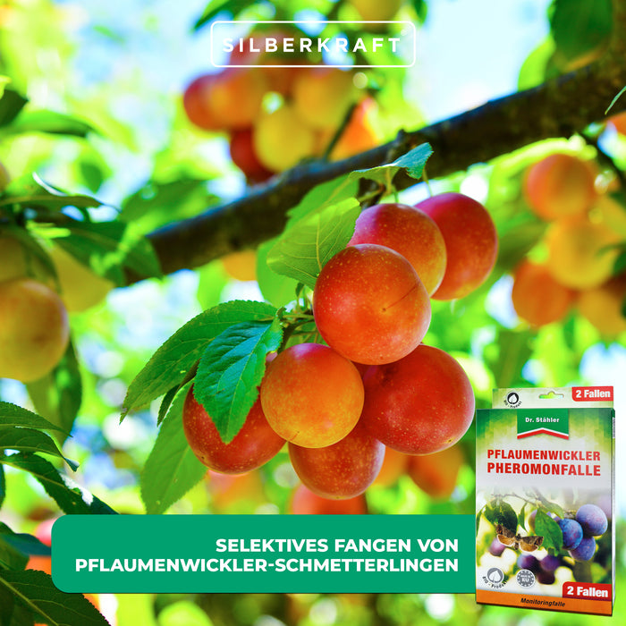 Pflaumenwickler Pheromon-Falle: ideal für Pflaumenbäume in Gärten und Plantagen - Silberkraft