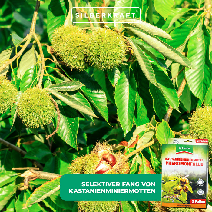 Effektive Pheromon-Falle gegen Kastanienminiermotten - Silberkraft