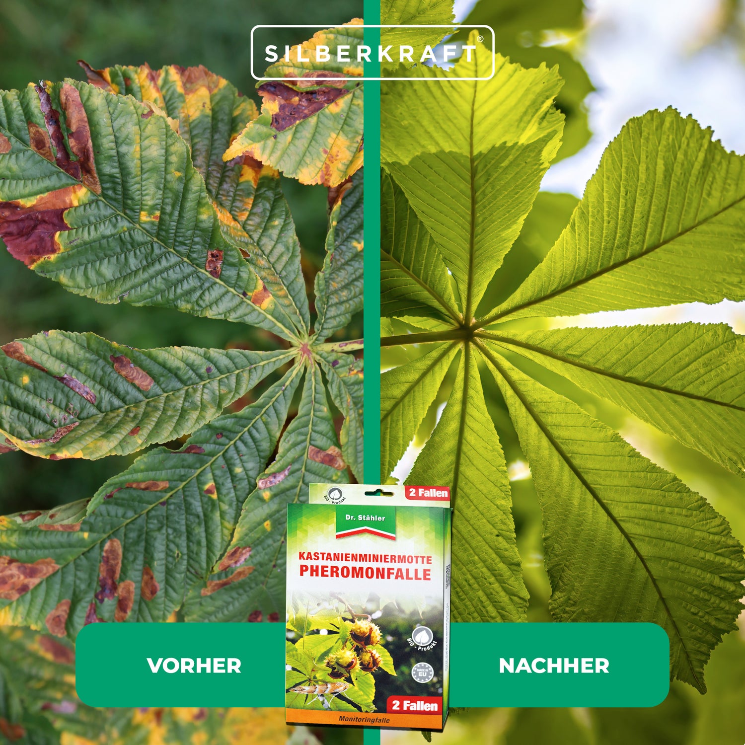 Effektive Pheromon-Falle gegen Kastanienminiermotten - Silberkraft