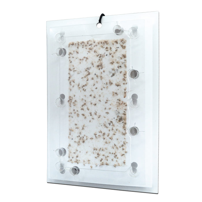 Effektive Kastanienminiermotten-Pheromon-Multifalle für alle Kastanienarten - Silberkraft