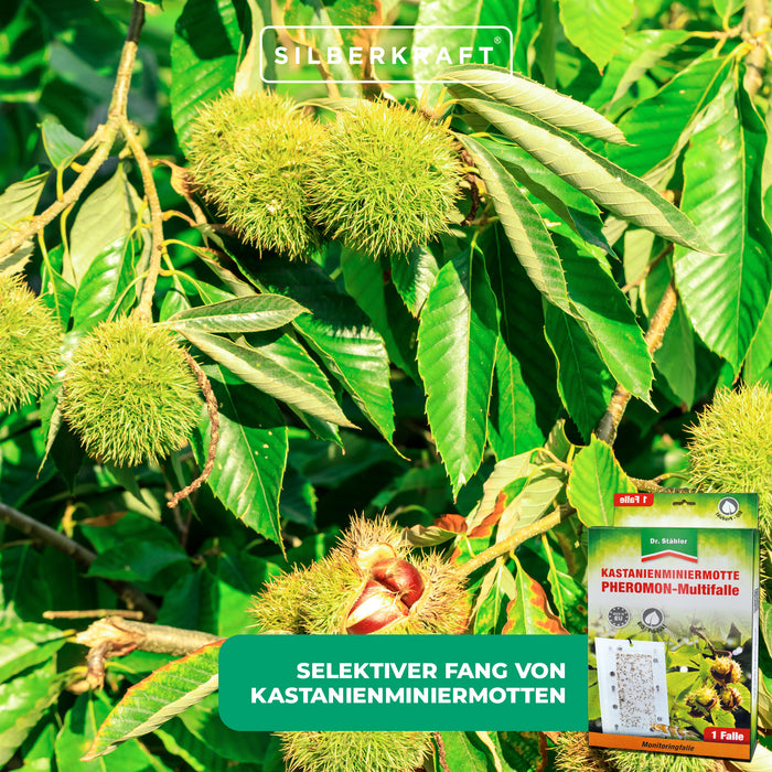 Effektive Kastanienminiermotten-Pheromon-Multifalle für alle Kastanienarten - Silberkraft