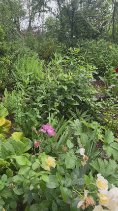 Tuin roos