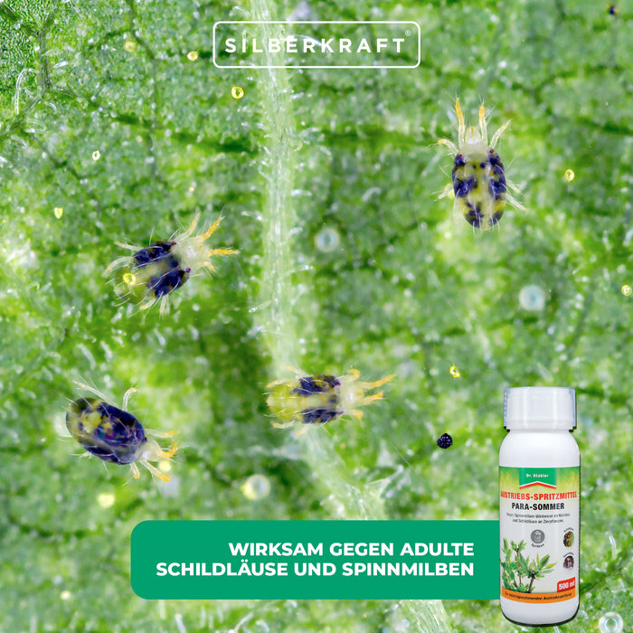 Para Sommer: Austriebs-Spritzmittel gegen Schildläuse und Spinnmilben - Silberkraft