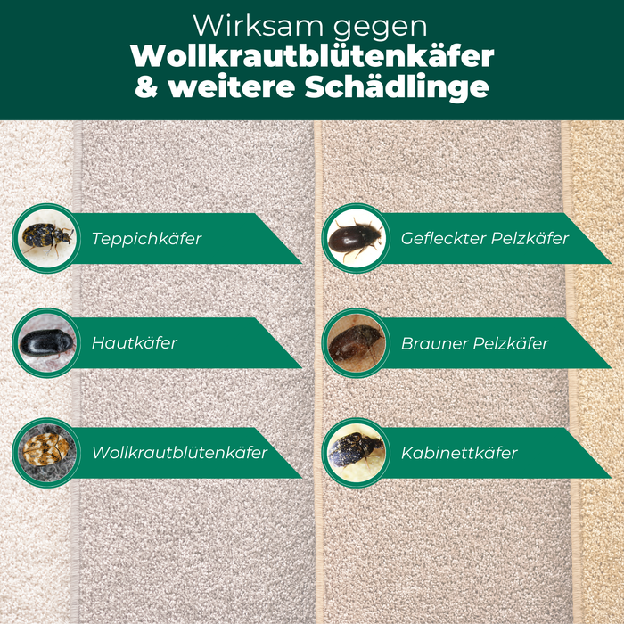 Wollkrautblütenkäferfalle mit Spezial-Lockstoff - Silberkraft