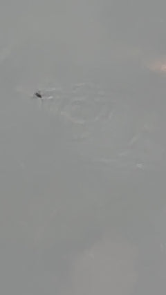 Gemeenschappelijke waterstrider – Offenbach am Main