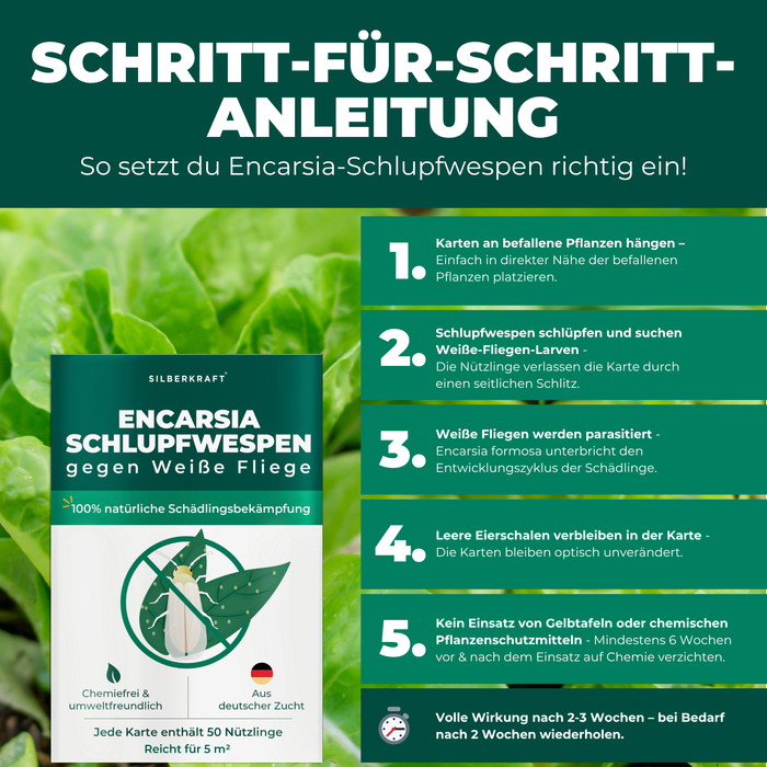 Op de achtergrond staat een frisse en groene salade. Op de voorgrond staat de verpakking van het product sluipwespen tegen wittevlieg.