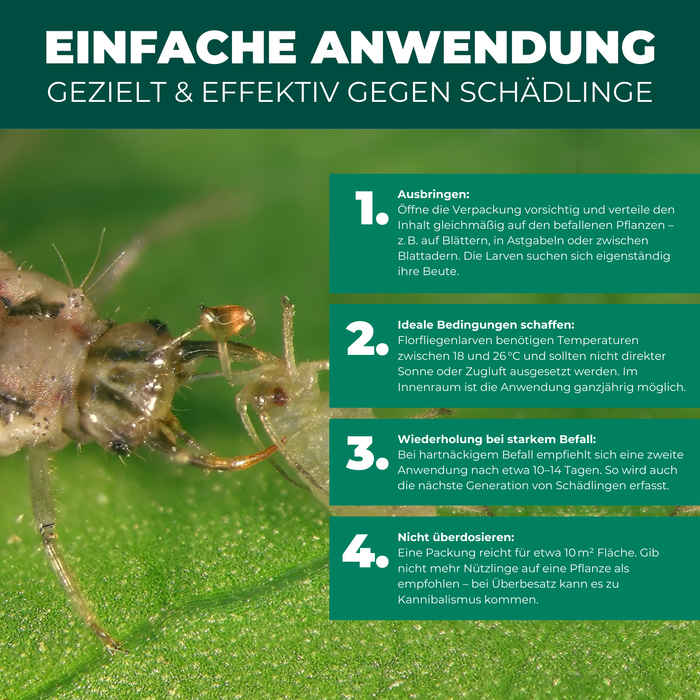 Florfliegenlarven gegen Blattläuse, Spinnmilben, Thripse, weiße Fliegen - Silberkraft