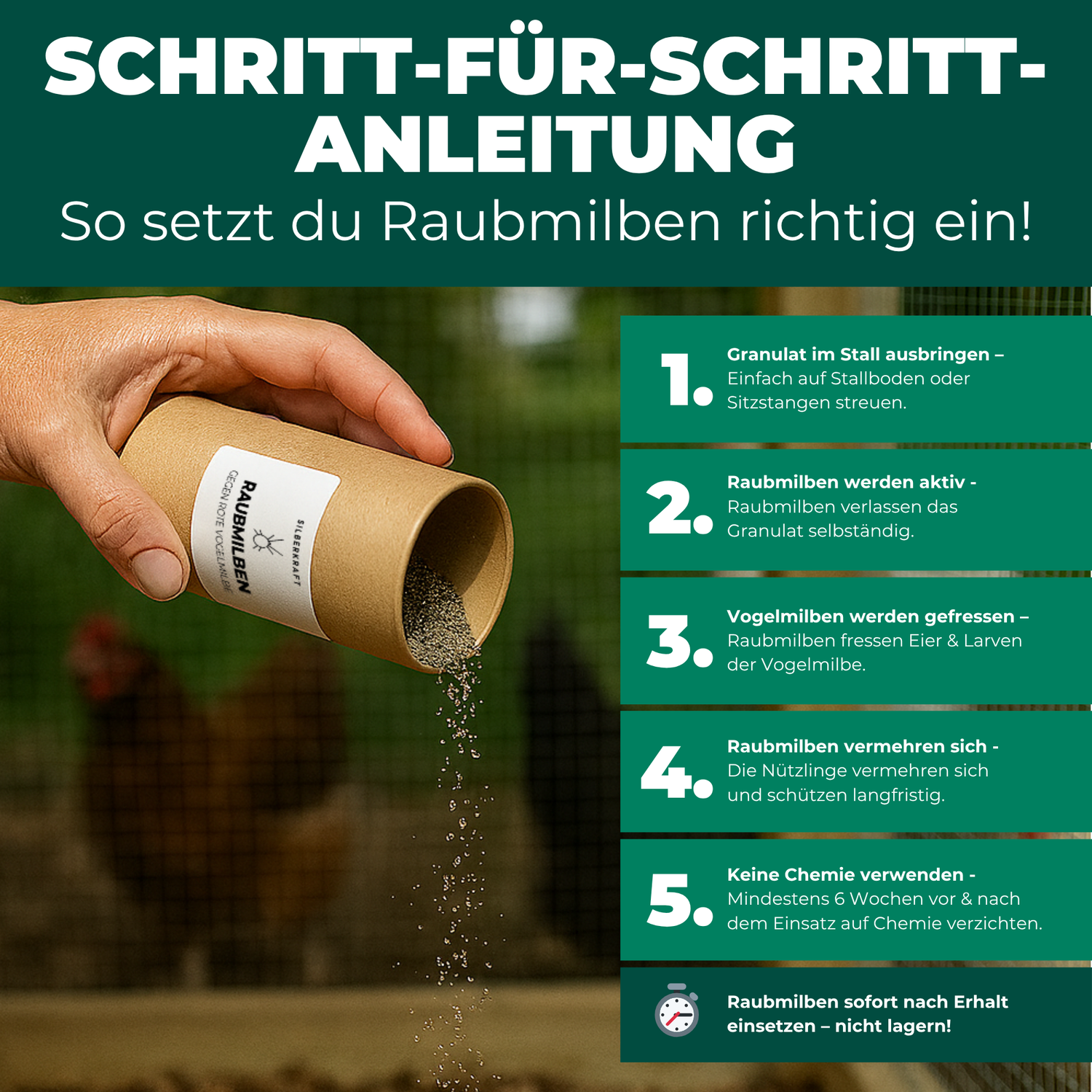 Raubmilben gegen Rote Vogelmilben - Silberkraft