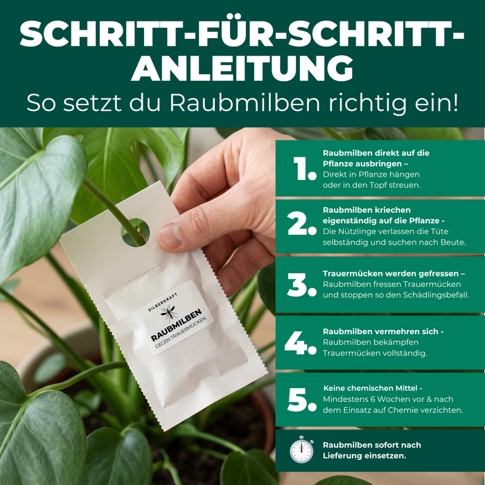 Schritt-für-Schritt-Anleitung: Raubmilben gegen Trauermücken richtig ausbringen