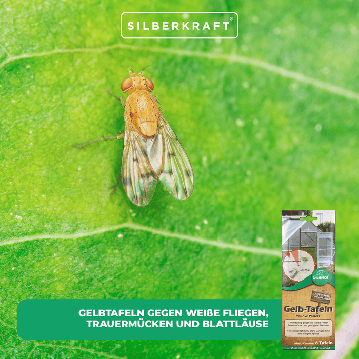 Silence Gelbtafeln (klein): Optimales Monitoring gegen die weiße Fliege, Trauermücke und Blattlaus - Silberkraft