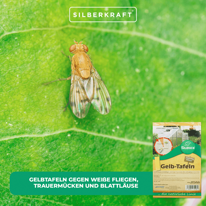 Silence Gelbtafeln (groß): Optimales Monitoring gegen weiße Fliegen, Trauermücken und Blattläuse - Silberkraft