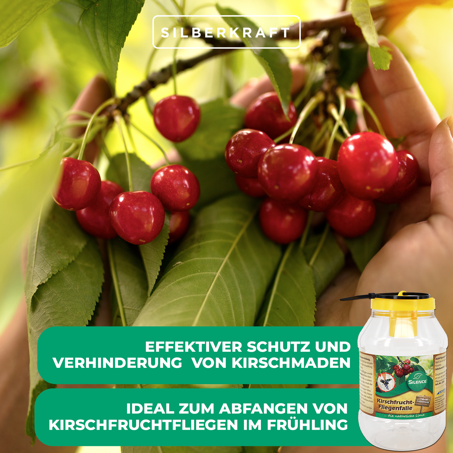 Silence Kirschfruchtfliegenfalle: Ideal zum Abfangen von Fruchtfliegen - Silberkraft