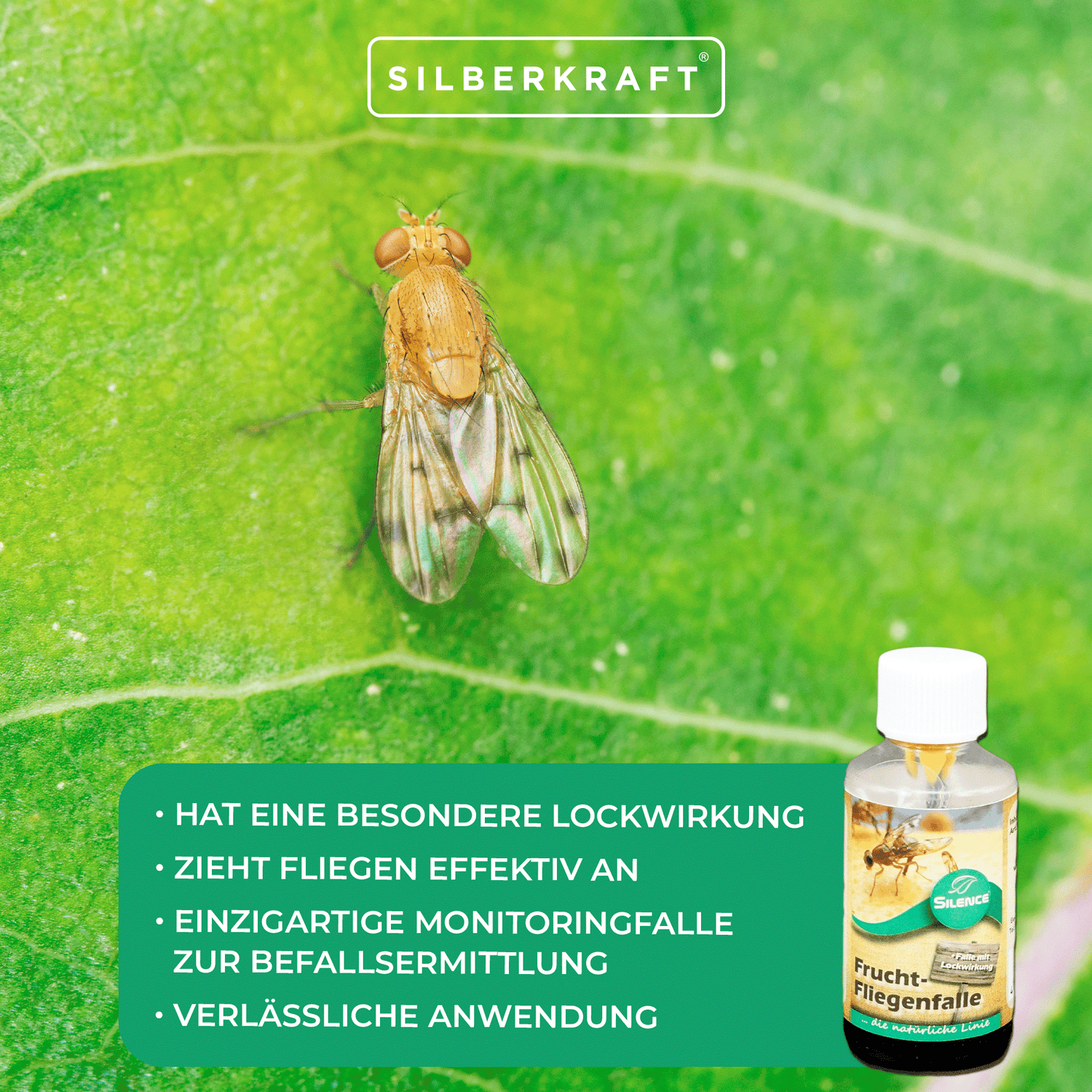 Silence Fruchtfliegenfalle: Monitoringfalle zur Befallsermittlung gegen Frucht-, Obst- und Essigfliegen - Silberkraft