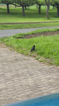 toren