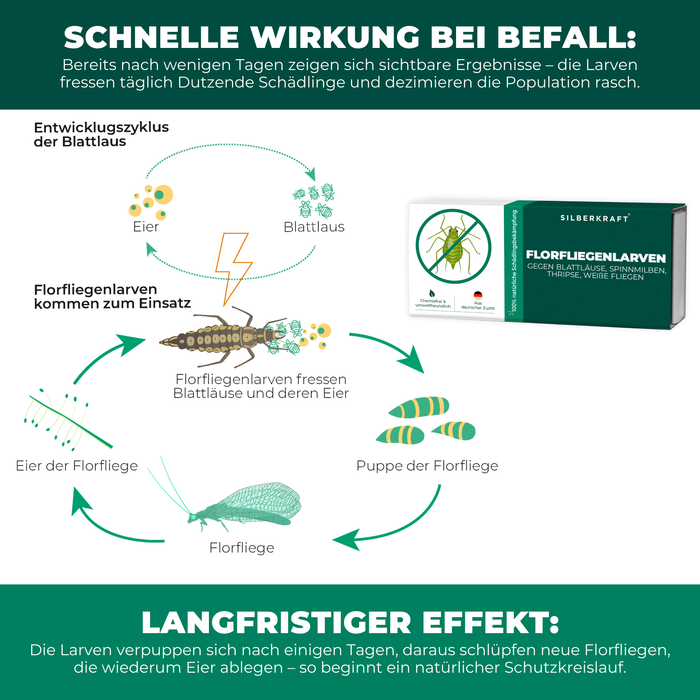 Florfliegenlarven gegen Blattläuse, Spinnmilben, Thripse, weiße Fliegen - Silberkraft