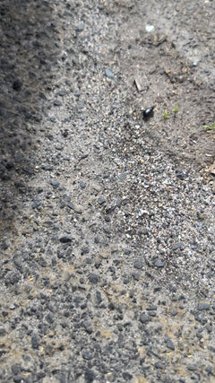 Gemeenschappelijke grafkever – Oberursel (Taunus)