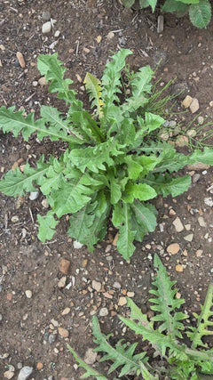 Paardebloem