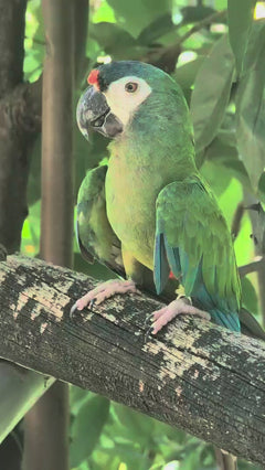 Roodrugara