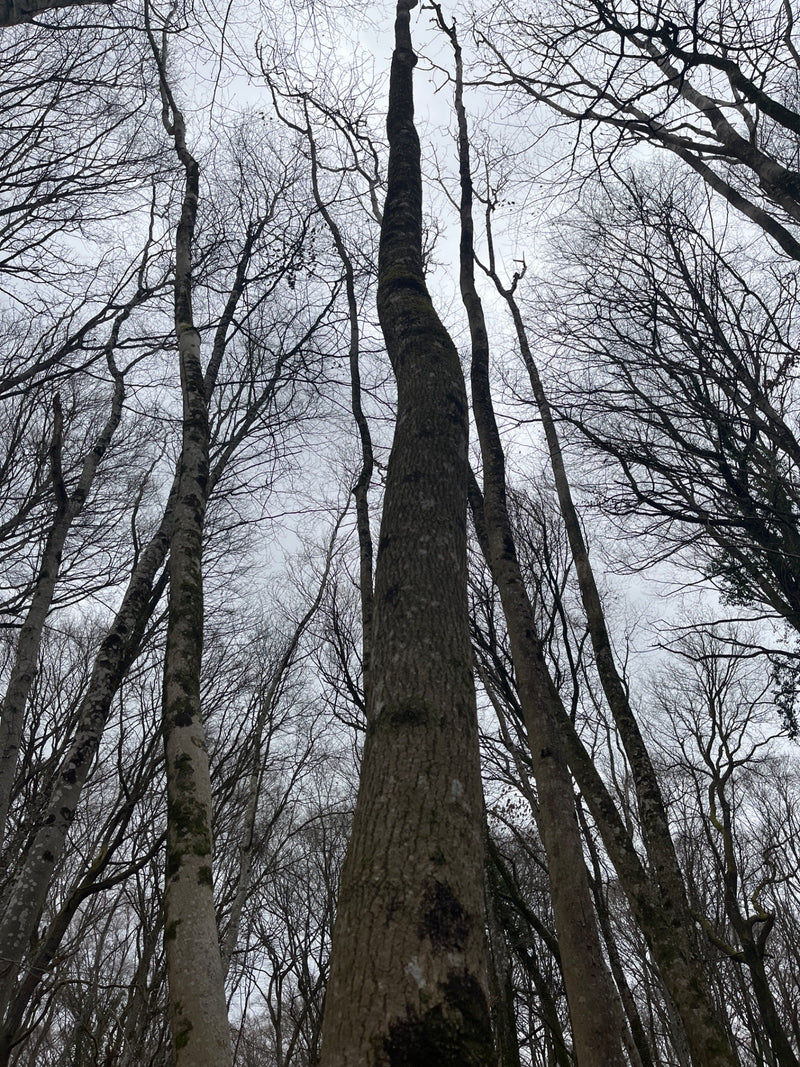 Europese beuk — Bild 3