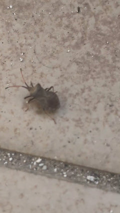 Lederbug – Oberursel (Taunus)