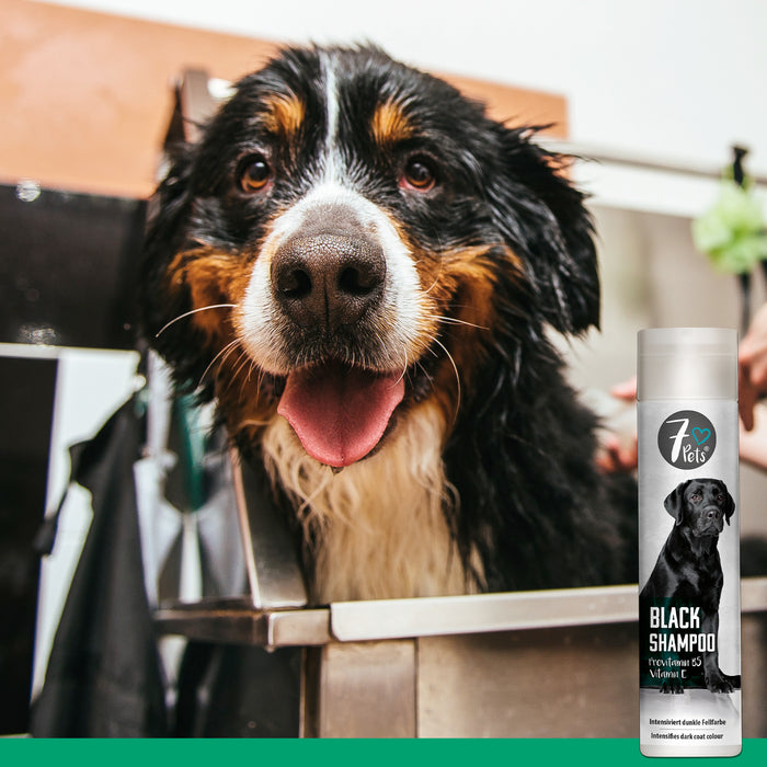 Black Shampoo - Hundeshampoo für dunkelfarbiges Fell - Silberkraft