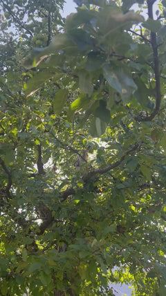 appelboom