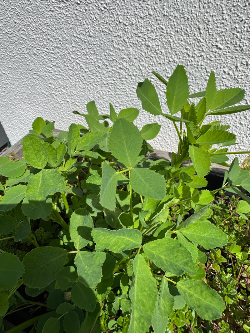 Fenegriek — Bild 1