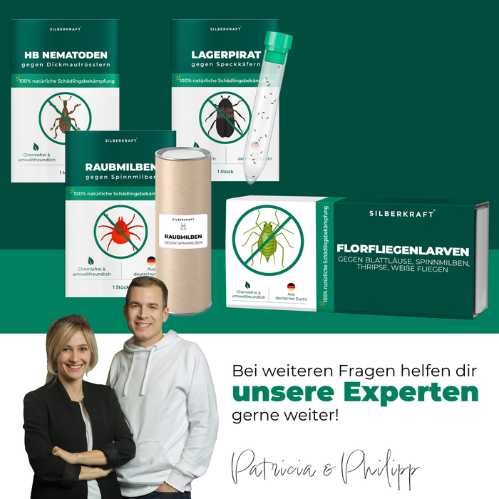 Florfliegenlarven gegen Blattläuse, Spinnmilben, Thripse, weiße Fliegen - Silberkraft