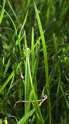 Groen hooipaard – Oberursel (Taunus), Hessen, Duitsland