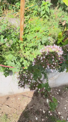 oregano – Neunkirchen