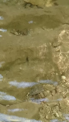 Gemeenschappelijke waterstrider – Münchenstein, Bazel-Landschaft