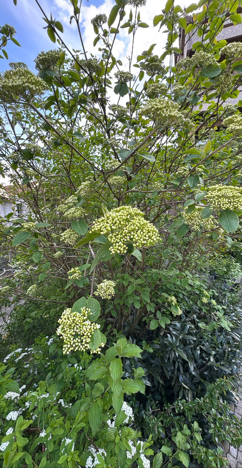 Gerimpelde viburnum — Bild 2