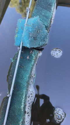 Chironomide